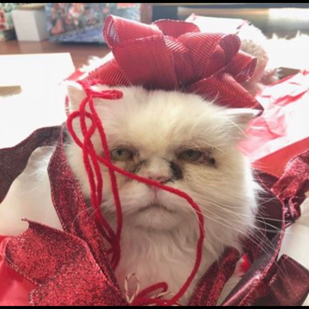 Meet your Posher, Vanessa